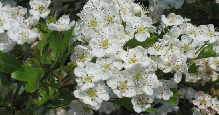 Hawthorn: what it is, its 10 benefits and contraindications