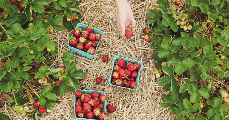 The 6 differences between an organic food and a "normal" food