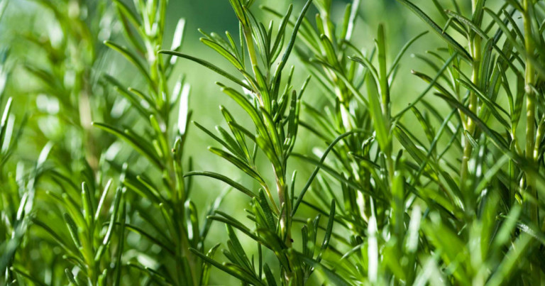 Rosemary Alcohol: What is it for and what are its benefits?