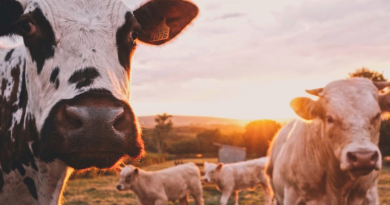 The 10 best milk brands in Spain