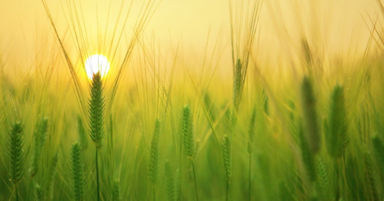 What is starch? Characteristics and functions of this nutrient