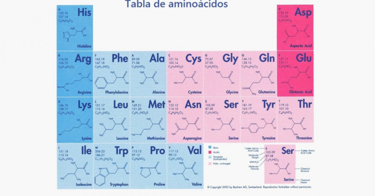 Table of 20 amino acids: types, functions and characteristics