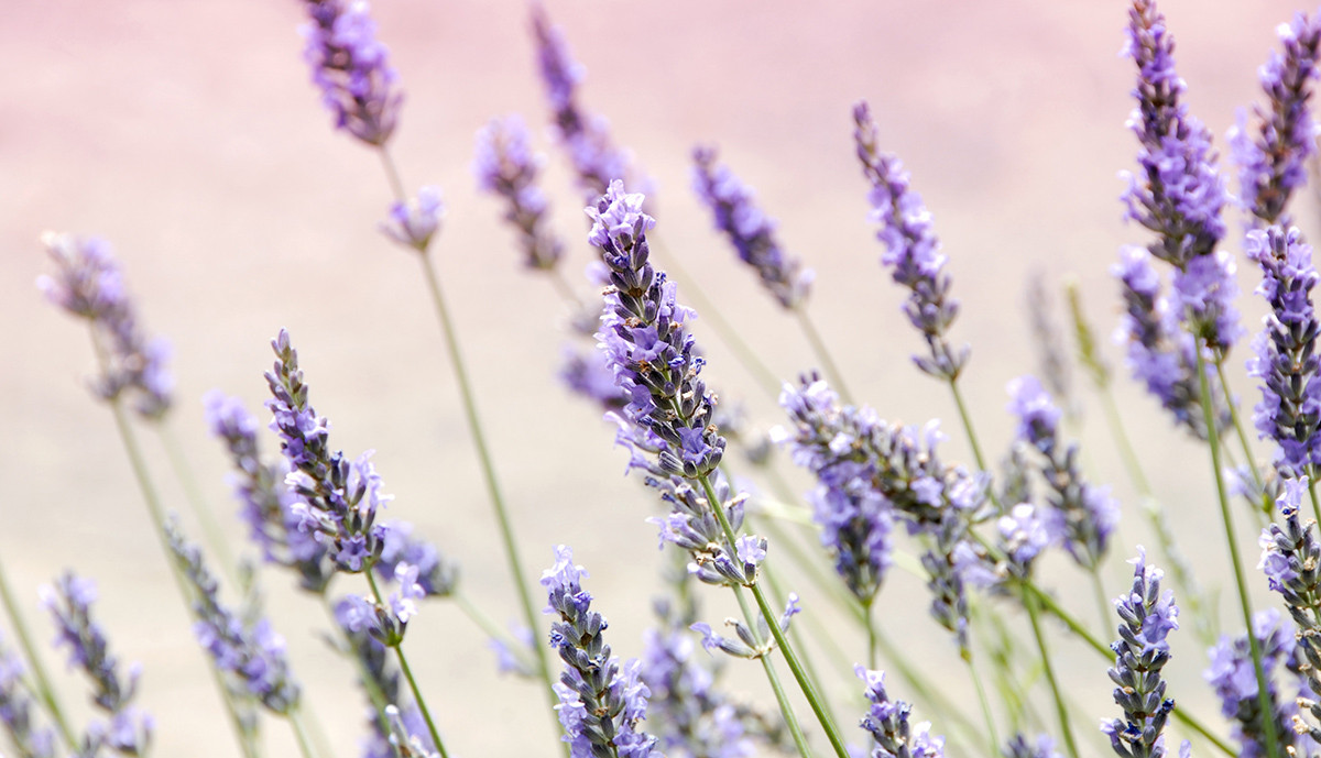 Lavender Aromas