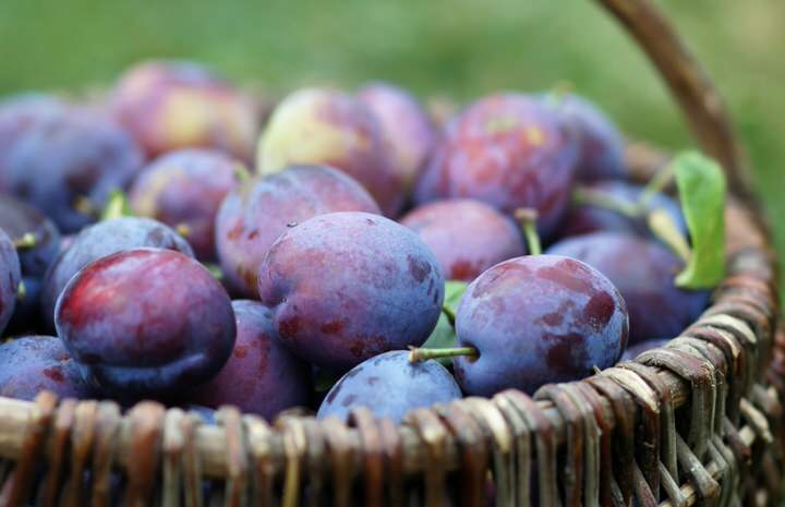 Plums: benefits and properties. Ideal for constipation