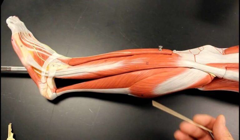 Leg muscles: what there are, anatomy and functions