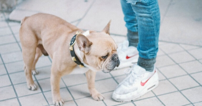 The Health Benefits of Having a Dog, According to Science