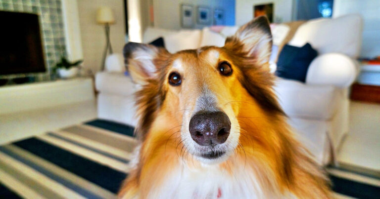 Advantages of Dog Therapy