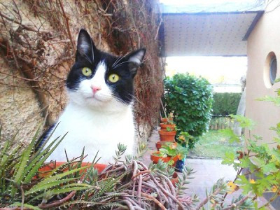 European cat for cat therapy