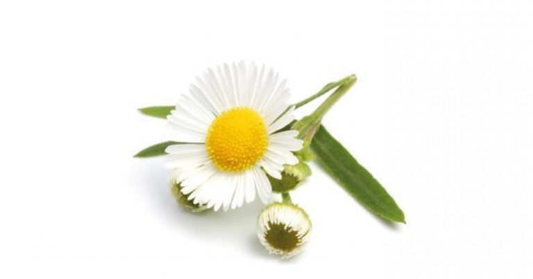 Chamomile: 7 Properties and Benefits