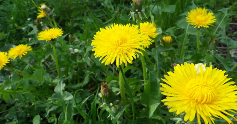 Dandelion: 9 Uses and Benefits of This Medicinal Plant