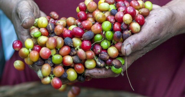 Explore Subsistence Agriculture: Key Types and Features