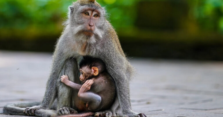 Do Animals Exhibit Altruistic Behavior?