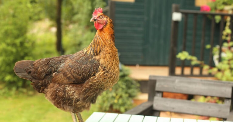 Zoophilia: Etiology, Symptomatology, and Management